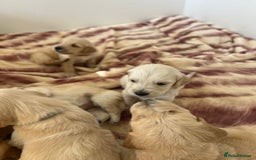 Golden Retriever dogs for sale: Gorgeous golden retriever puppies for sale - Image 8