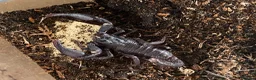 Scorpions invertebrates for sale: Various scorpions, spiders, tarantulas - Advert 3