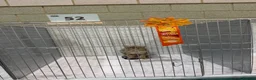 Bengal cats for sale: 🐆 Stunning Bengal Singleton Boy  - Advert 7