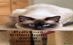Ragdoll cats for sale: 💙 Seal Point Male - DNA Clear Parents - Image 11