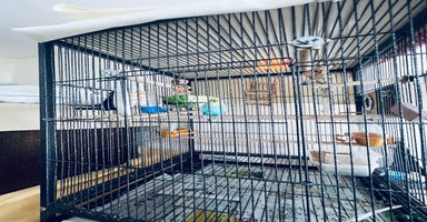 Budgerigars birds in London - Advert 10