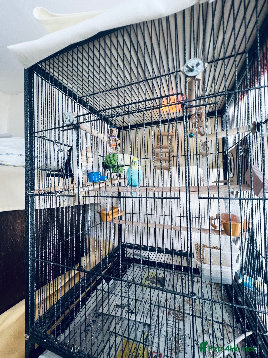 Budgerigars birds for sale: for sale bird and cage in London - Image 2