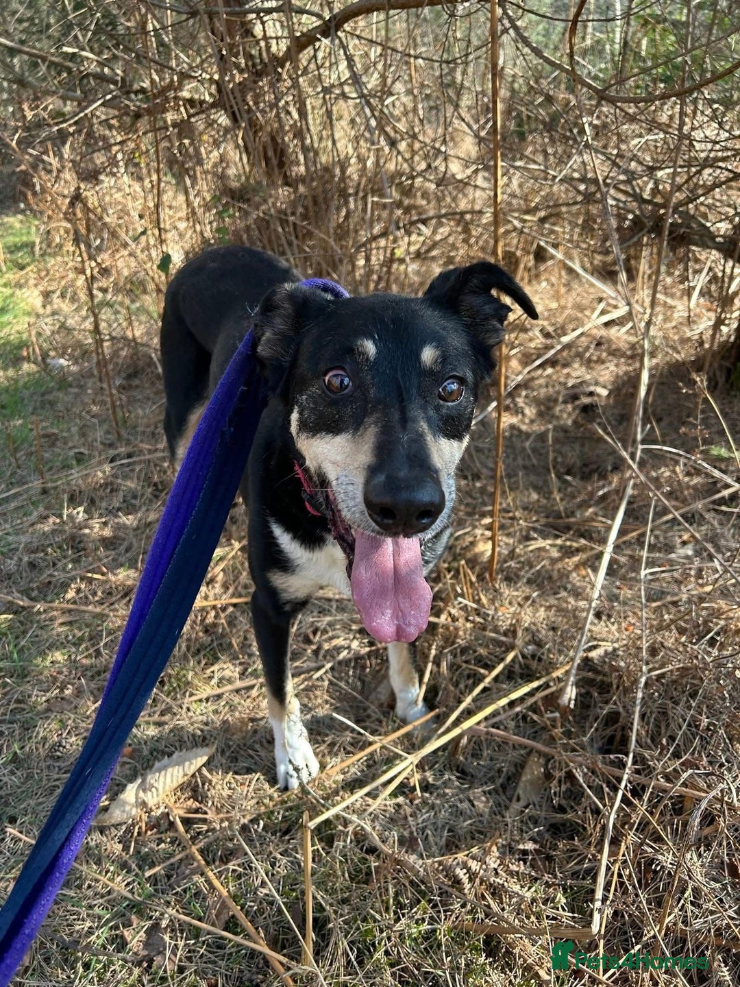 Mixed Breed dogs for adoption: Lottie - Norwich Norfolk  in Norwich - Advert 19