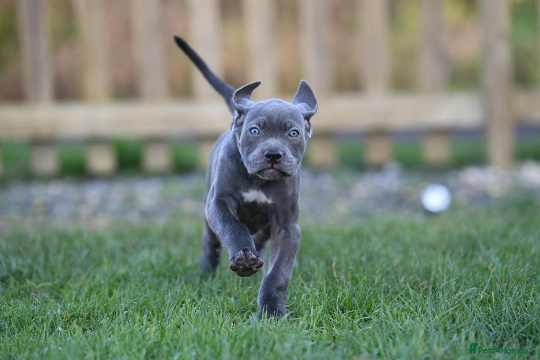 Cane Corso dogs for sale: Cane Corso pups  - Advert 8