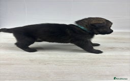 German Shepherd dogs for sale: Chunky German Shepherd Working Line Puppies  - Image 7