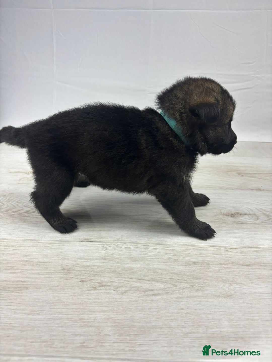 German Shepherd dogs for sale: Chunky German Shepherd Working Line Puppies  - Image 7