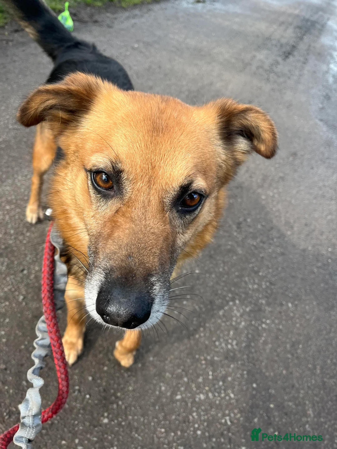 Mixed Breed dogs for adoption: Meet Star, currently residing in Cheshire  in Nantwich - Advert 4