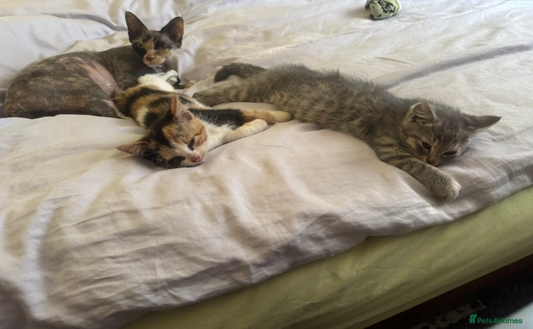 Mixed Breed cats - Advert 8
