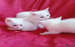 Mixed Breed cats for sale: 4 Gorgeous Pure White Kittens Available 7th Nov - Image 3