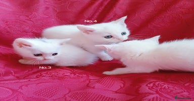 Mixed Breed cats - Advert 4