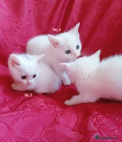 Mixed Breed cats - Advert 3