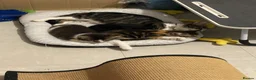 Mixed Breed cats for sale: Miss and her beautiful babies   - Advert 16