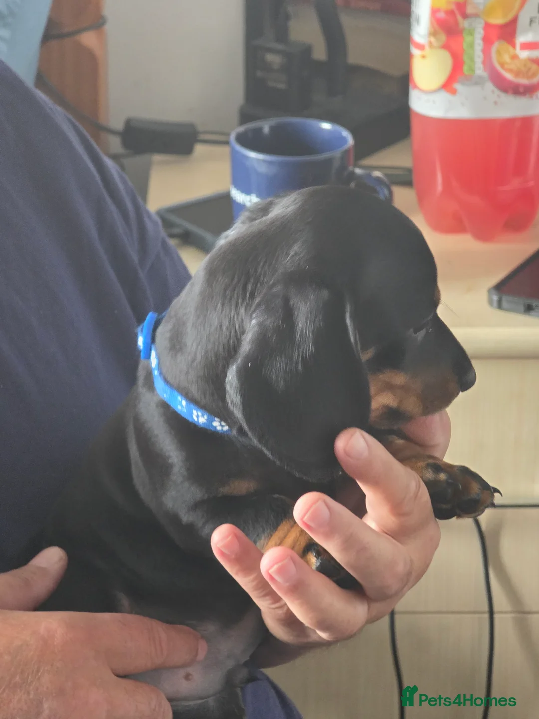 Dachshund dogs for sale: Outstanding Purebred Dachshunds: Health-Tested💎 - Advert 5