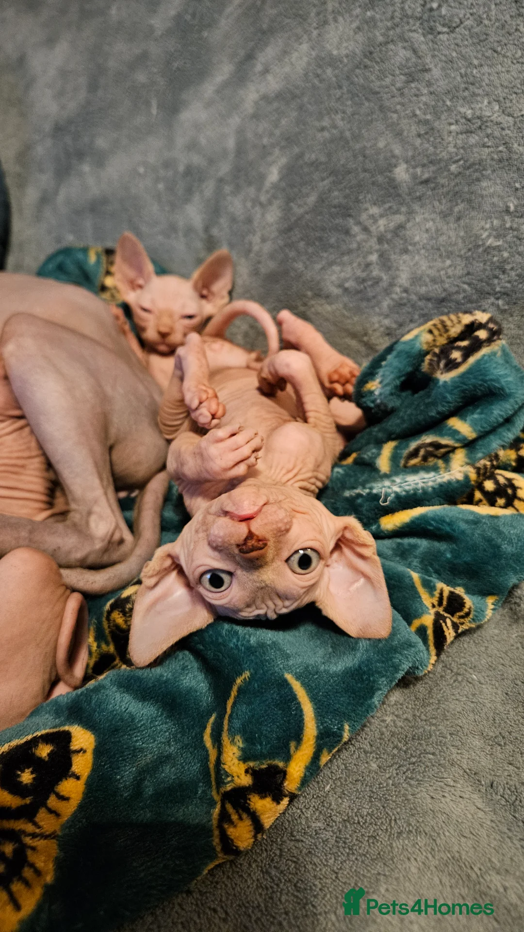 Sphynx cats for sale: Sphynx kittens for sale - Advert 8