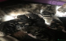 American Shorthair cats for sale: Mix litter docile well socialised kittens  - Image 9