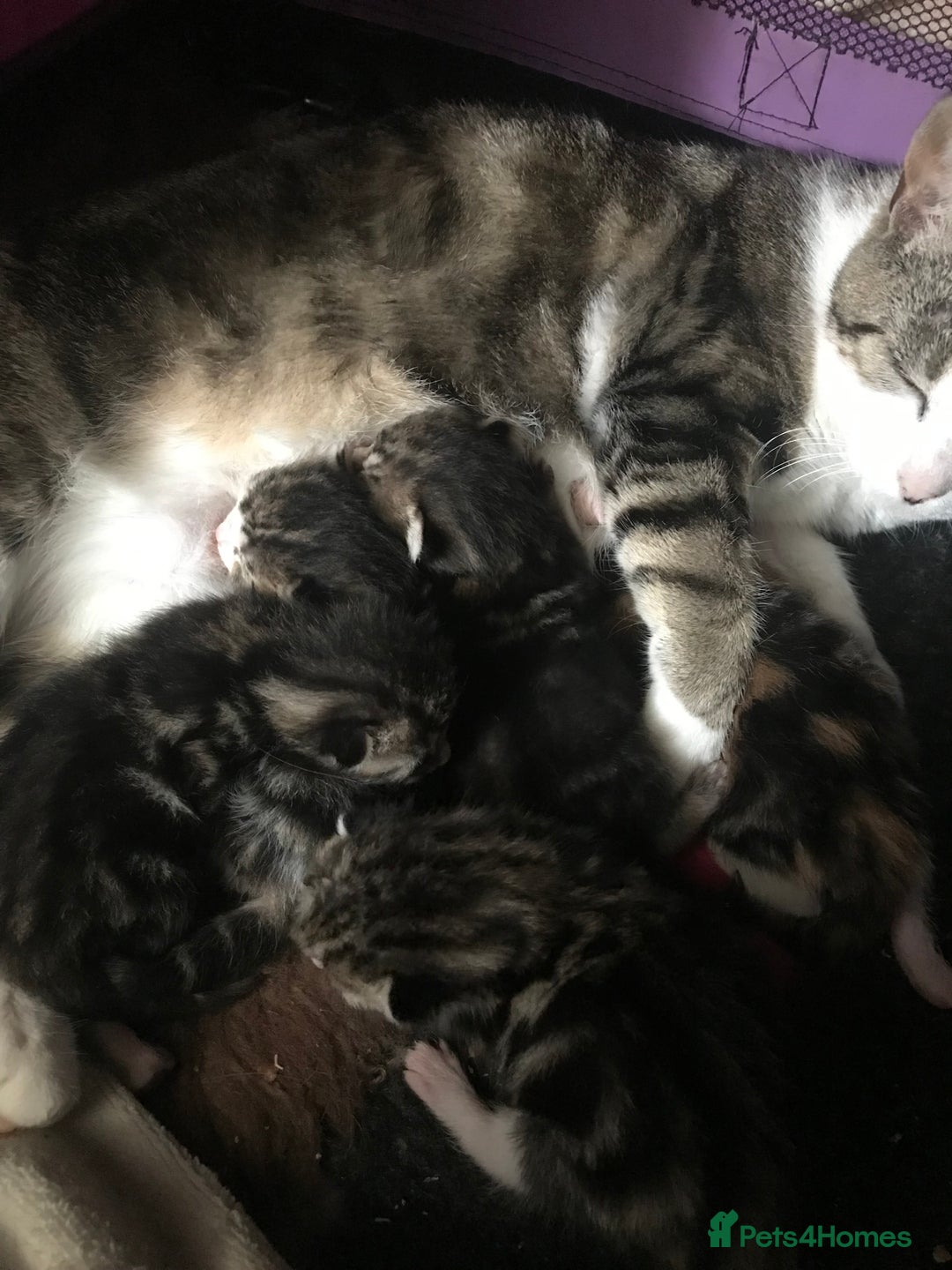 American Shorthair cats for sale: Mix litter docile well socialised kittens  - Image 9