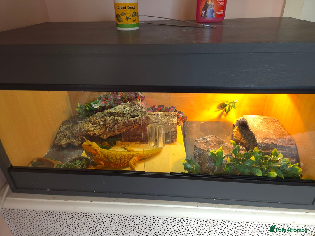 Bearded Dragon reptiles for sale: Bearded Dragon - Image 2