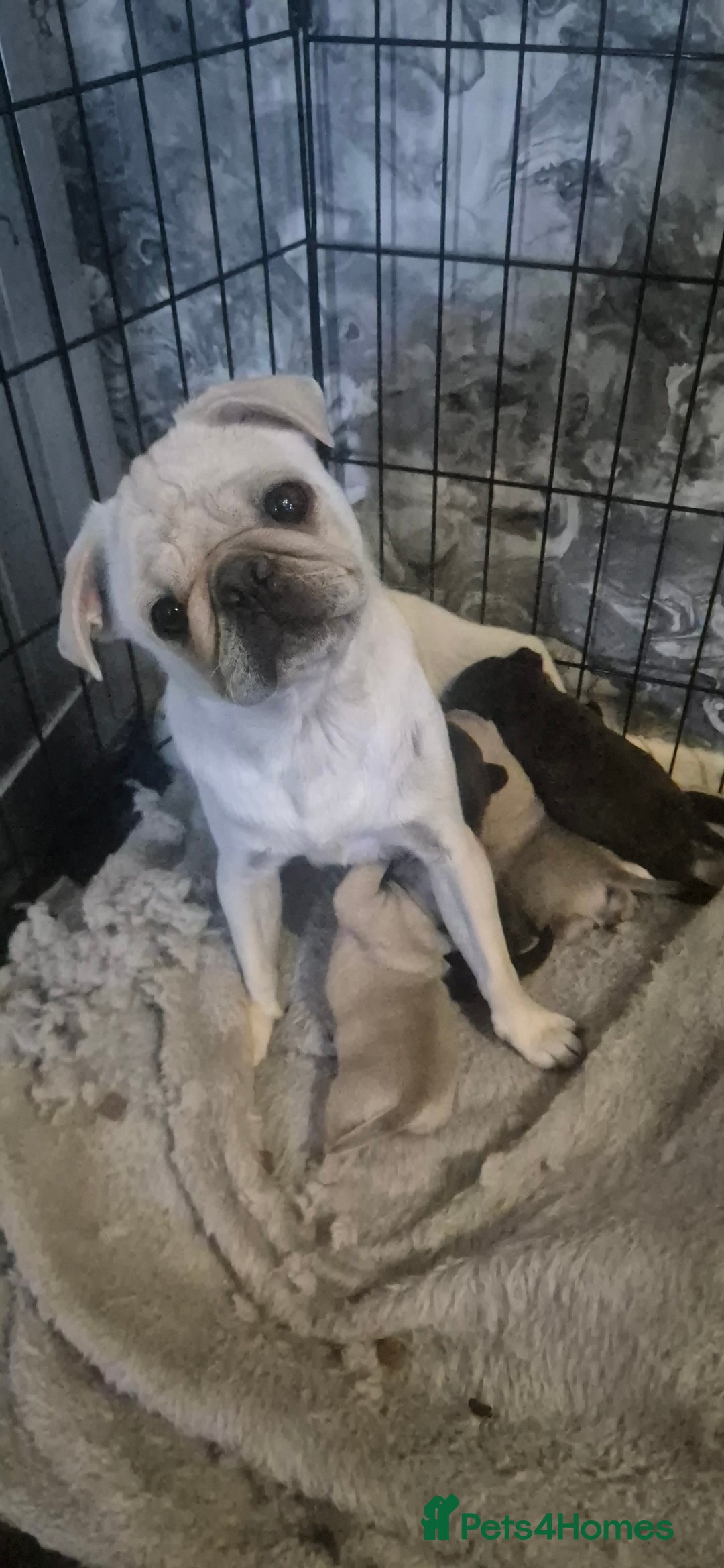Pug dogs for sale: 4 beautiful pugs  - Image 19
