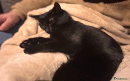 British Shorthair cats for sale: Black cat for sale  - Image 4