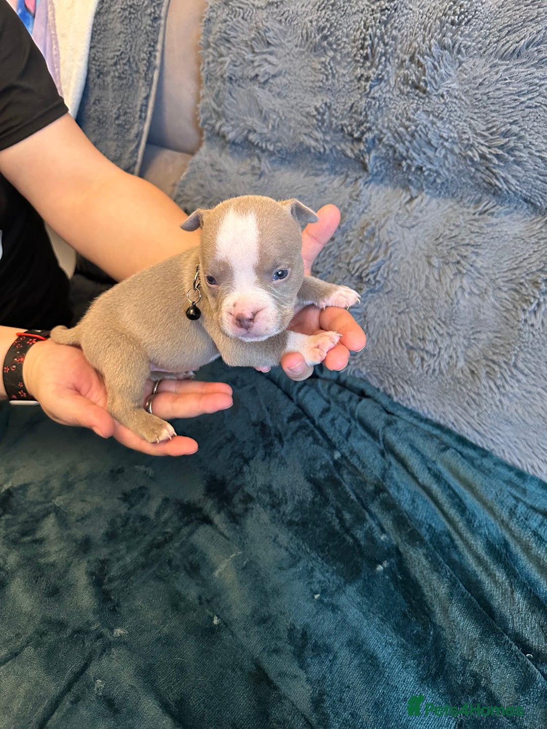 American Bully dogs for sale: 🐾 ABKC Registered Micro/Pocket Bully Puppies! 🐾 - Image 5