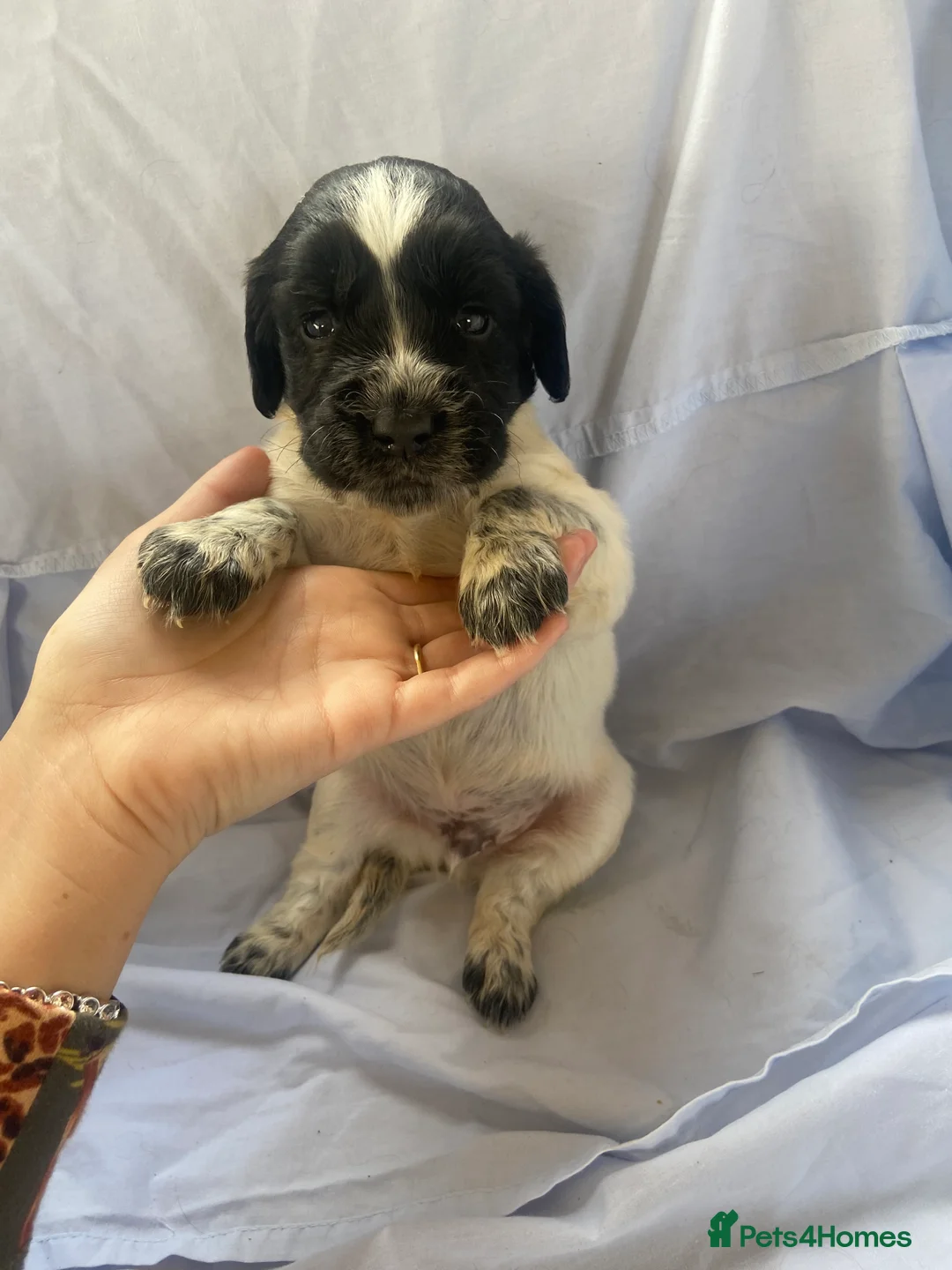 Cocker Spaniel dogs for sale: Working type Cocker Spaniel Puppies 🐶🐾  - Advert 2