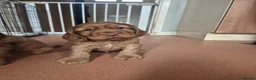 Cocker Spaniel dogs for sale: Golden red cocker spaniel pups - Advert 4