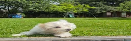 Bichon Frise dogs for sale: Beautiful Maltese Puppy – Loving Home Wanted in Liverpool - Advert 2