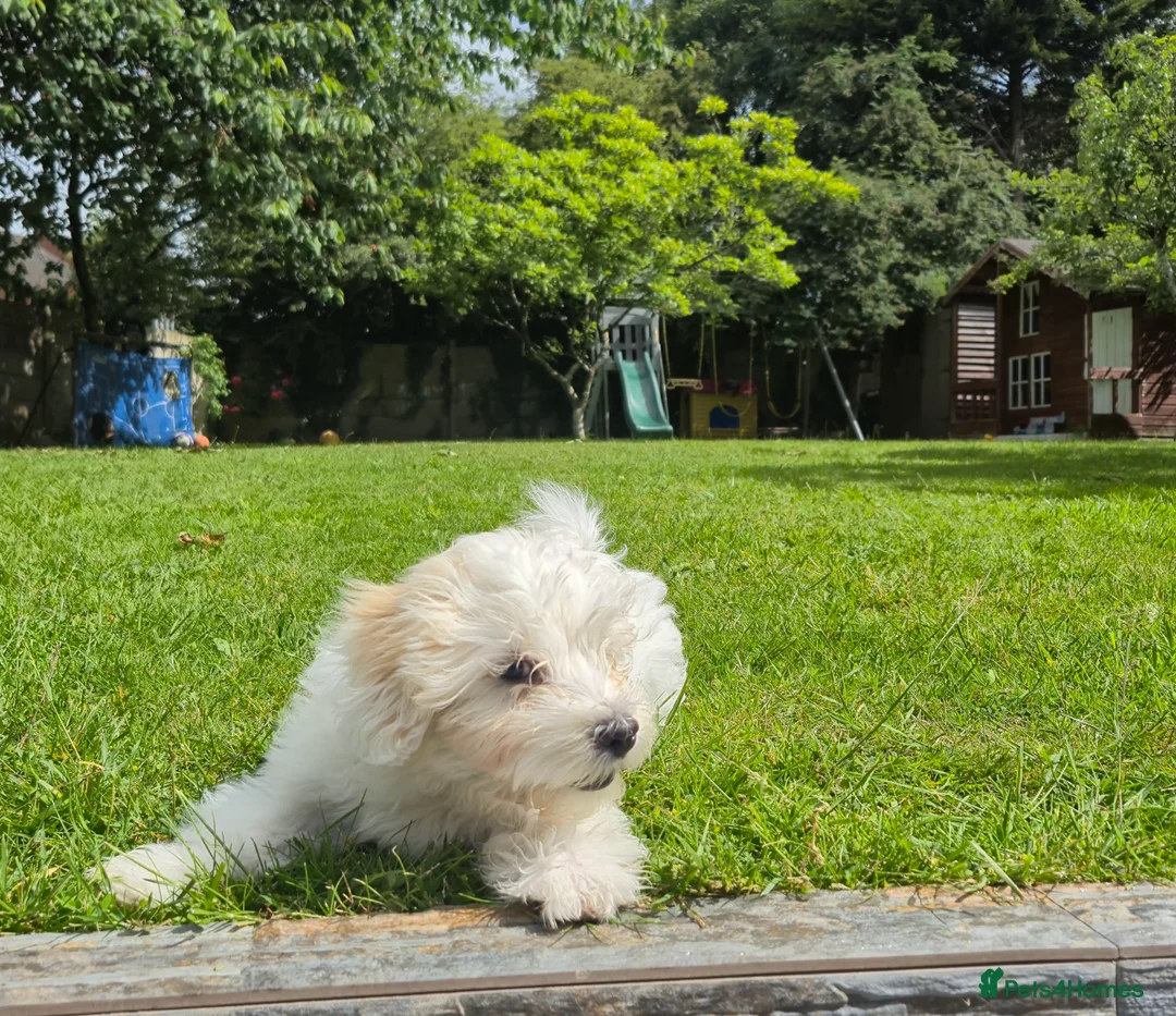Bichon Frise dogs for sale: Beautiful Maltese Puppy – Loving Home Wanted in Liverpool - Advert 2