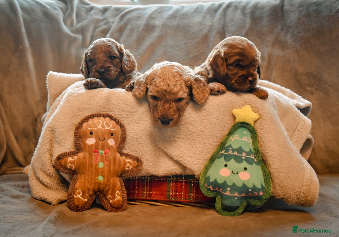 Cockapoo dogs for sale: Beautiful Cockapoo Puppies - Ready mid December - Image 10