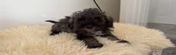 Schnoodle dogs for sale: Schnoodle puppies for sale  - Advert 9