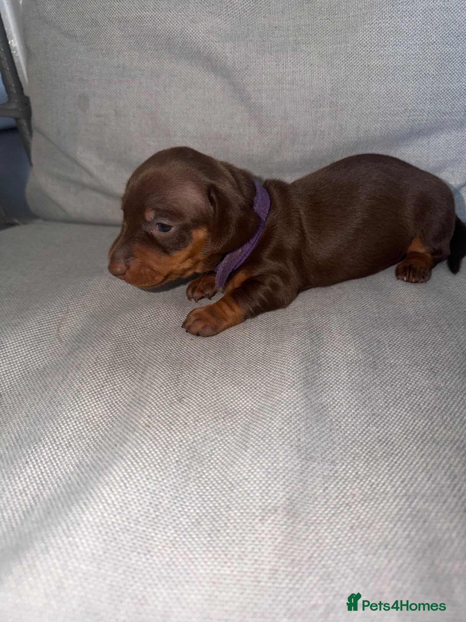 Miniature Dachshund dogs BEAUTIFUL MINI DACHSHUNDS  - Advert 12