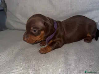 Miniature Dachshund dogs BEAUTIFUL MINI DACHSHUNDS - Advert 12