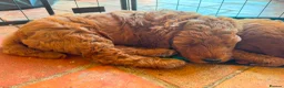 Bernedoodle dogs for sale: Bernadoodle puppies for sale - 2 boys 1 girl in Romford - Advert 19