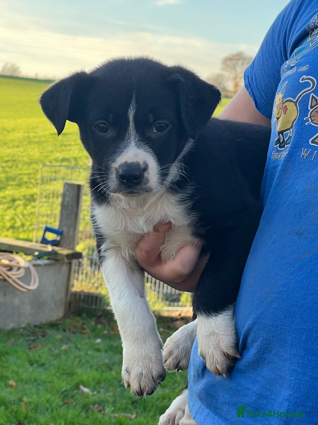 Border Collie dogs for sale: Sheepdog puppies - Advert 8