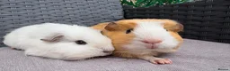 Guinea Pig rodents for sale: Sows and Trio of Boars  - Advert 6