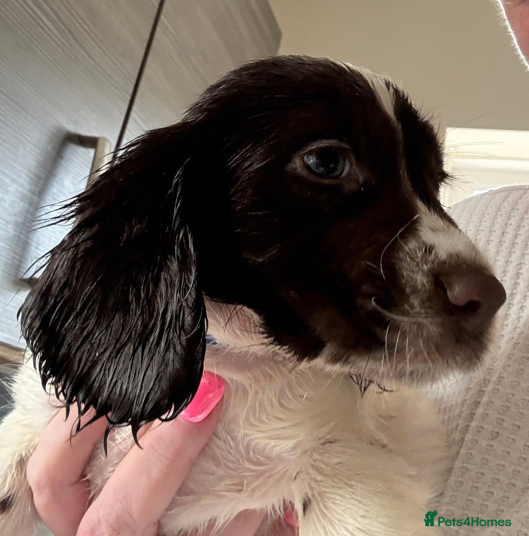 English Springer Spaniel dogs for sale: KC Registered English Springer Spaniel Puppies - Image 14