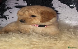 Cavapoo dogs for sale: STUNNING F1b cavapoos READY NOW  - Image 4