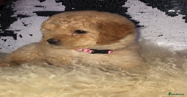 Cavapoo dogs - Advert 11