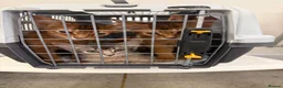 Abyssinian cats for sale: TICA Registered Abyssinian × Somali Kittens - Advert 4