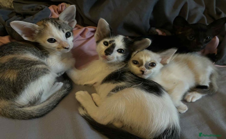 Oriental cats - Advert 1