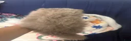 Pomeranian dogs for sale: Stunning Tiny KC Reg Pomeranian Puppies  - Advert 13