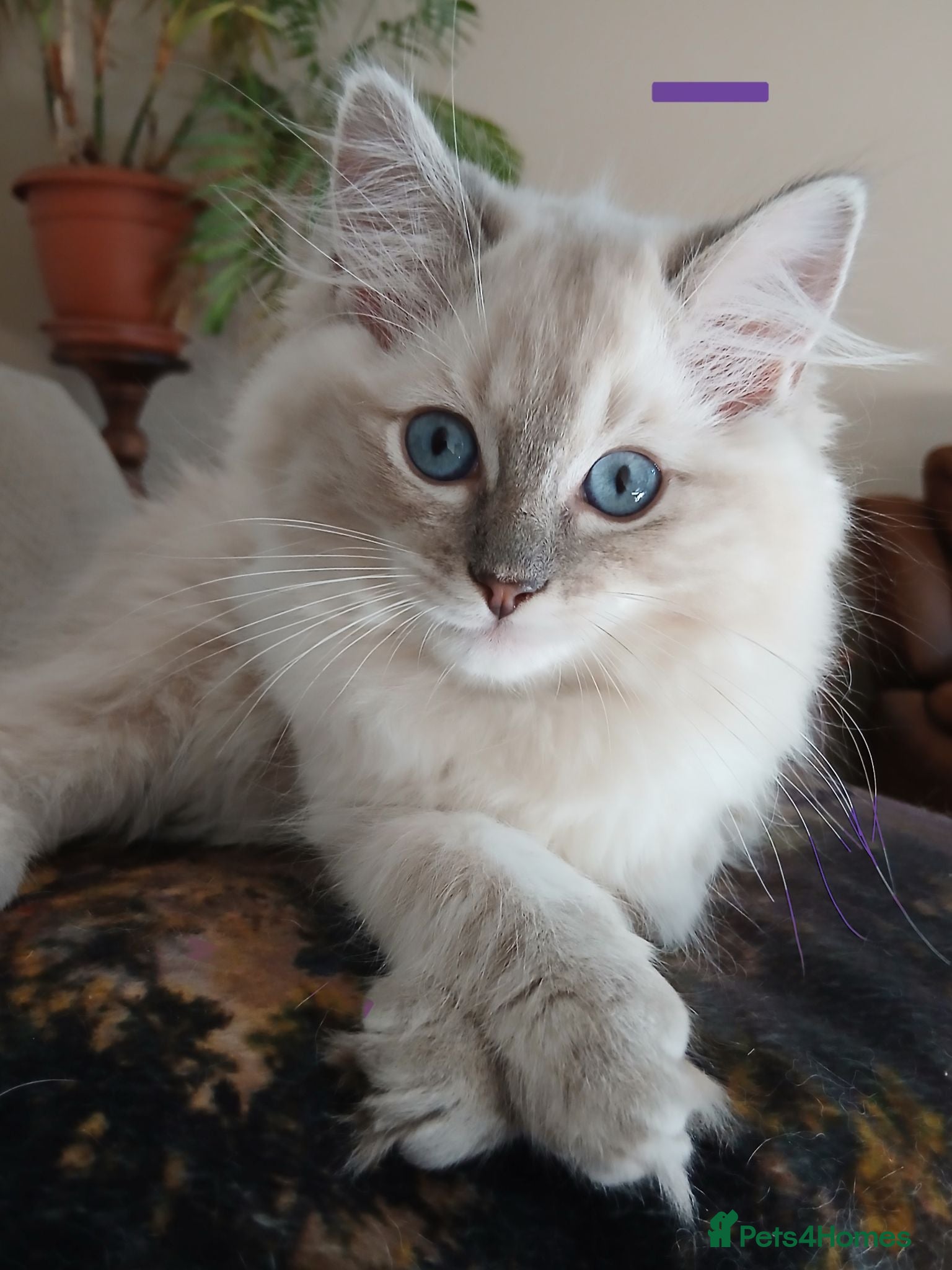 Ragdoll cats GCCF reg Ragdoll kittens - Advert 1