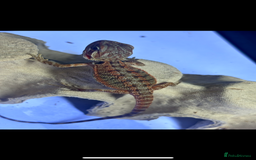 Bearded Dragon reptiles for sale: Baby bearded dragons  - Image 4