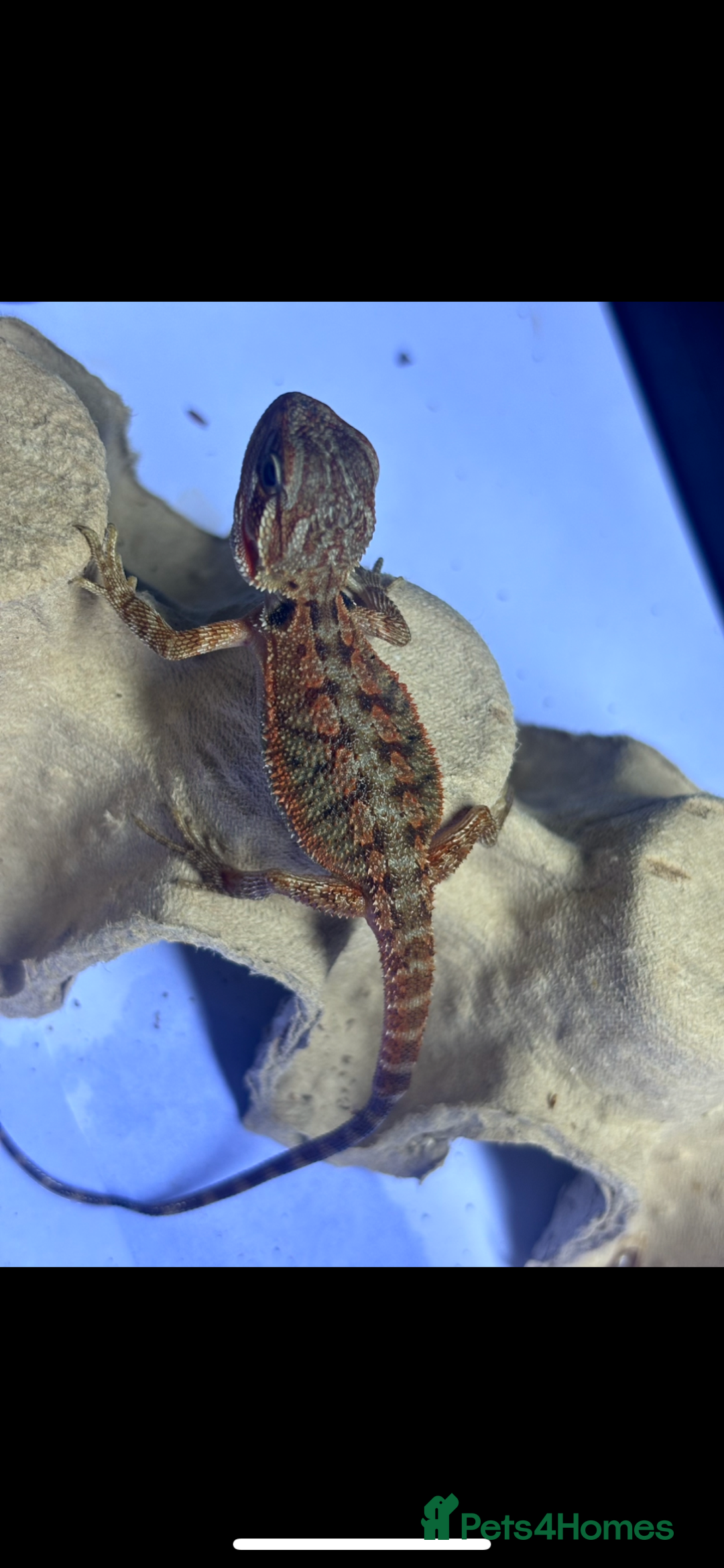 Bearded Dragon reptiles for sale: Baby bearded dragons  - Image 4