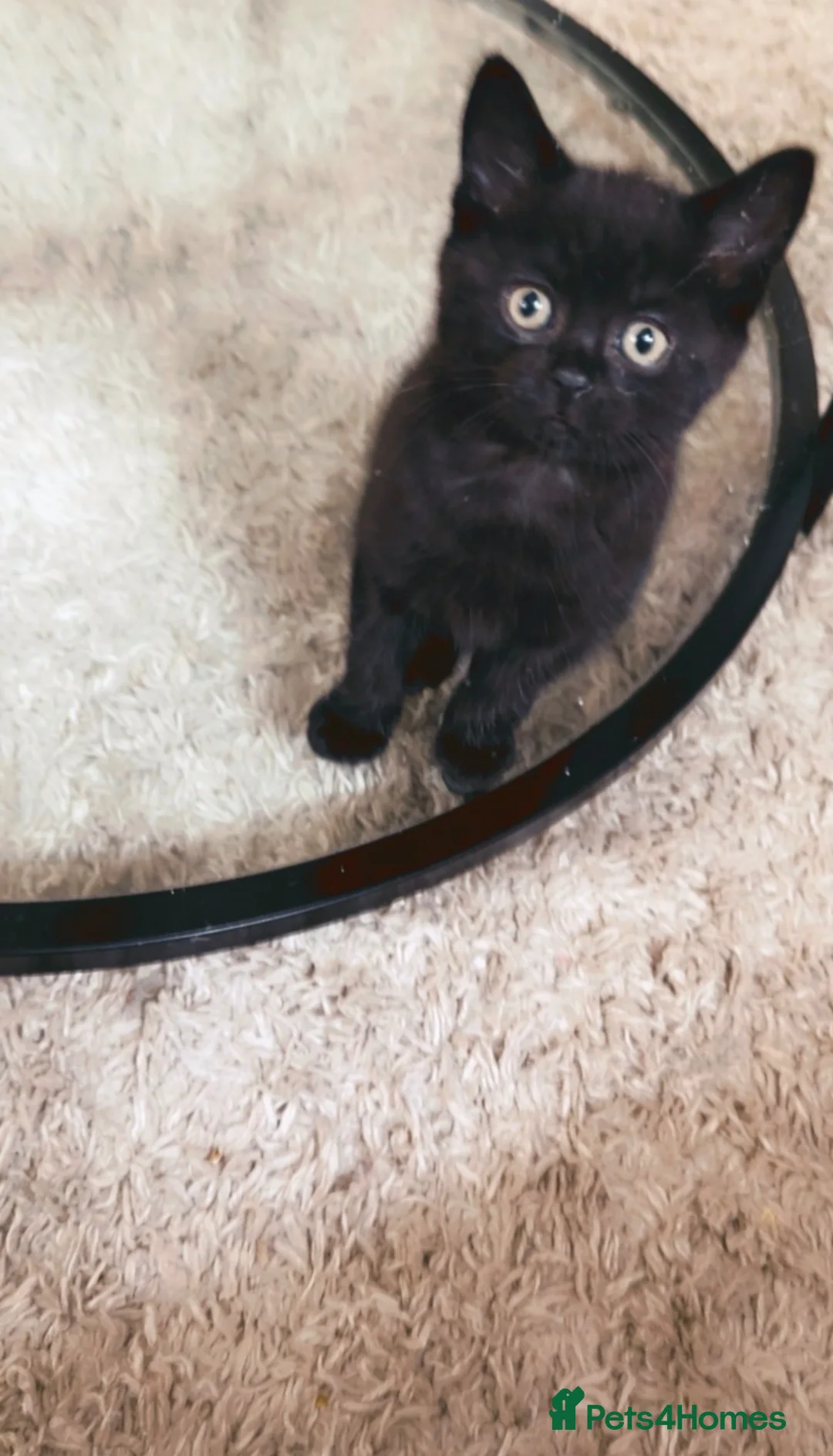 Mixed Breed cats for sale: Kittens for sale  in Cambridge - Advert 2