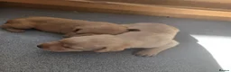 Labrador Retriever dogs for sale: Golden and red fox Labrador pups  - Advert 4