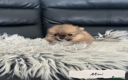 Pomeranian dogs for sale: 🐻Stunning 🤩 Champion Line🏅Teddy Face 🧸 - Image 7