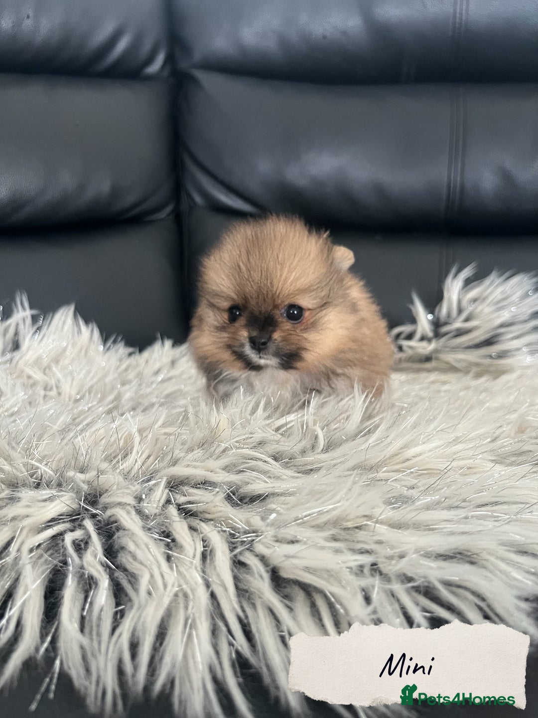 Pomeranian dogs for sale: 🐻Stunning 🤩 Champion Line🏅Teddy Face 🧸 - Image 7