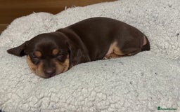 Mixed Breed dogs for sale: Adorable Daschund x spaniel pups  - Advert 29