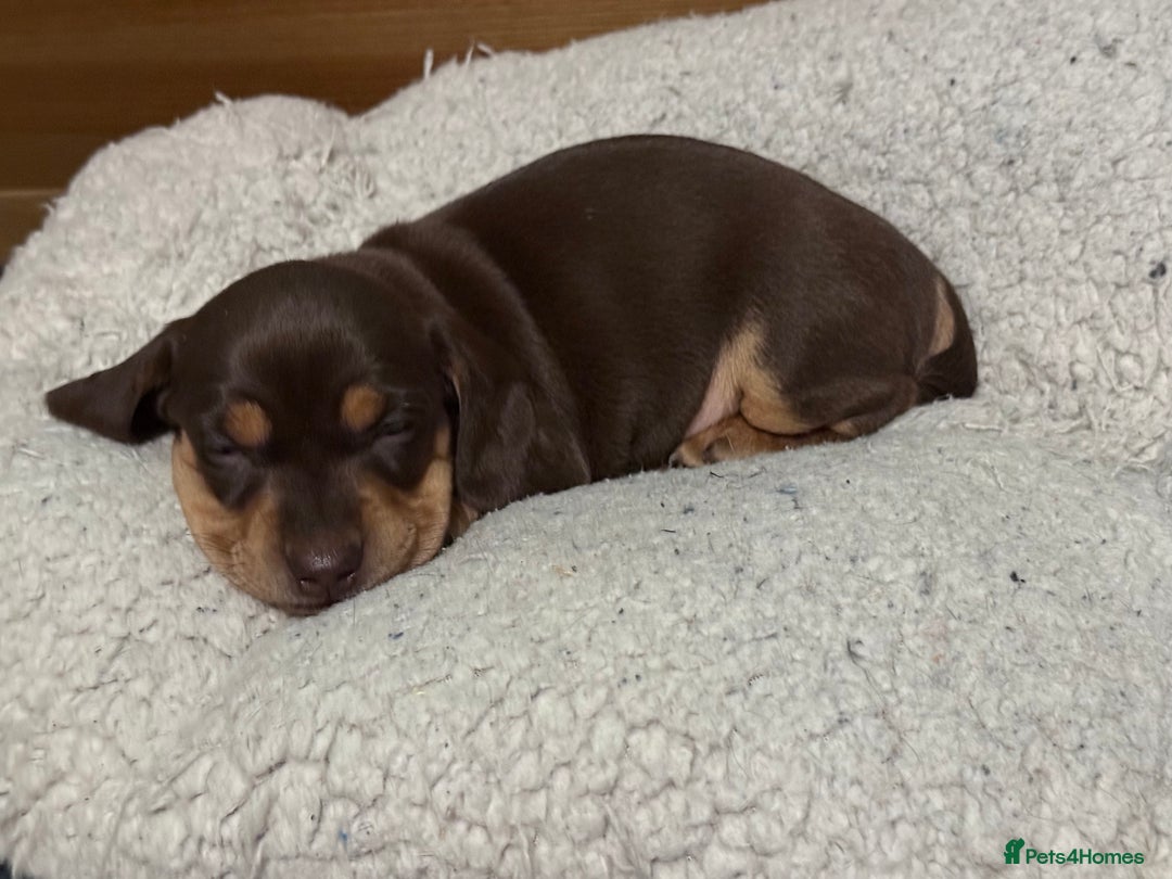 Mixed Breed dogs for sale: Adorable Daschund x spaniel pups  - Advert 29